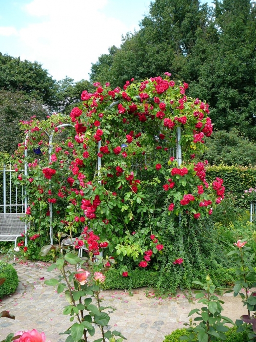 rosarium_hamburg_019.jpg