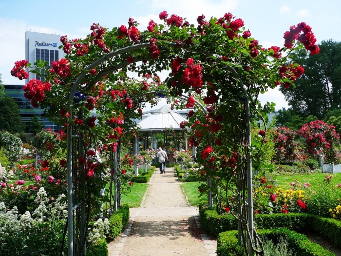 rosarium_hamburg_024.jpg