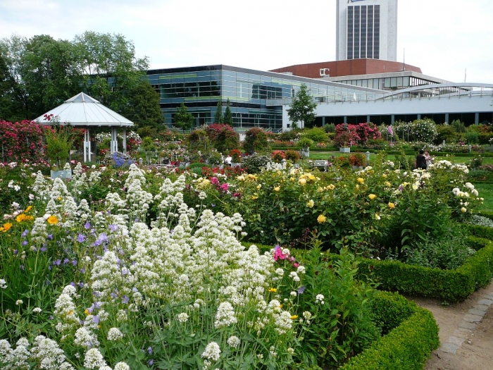 rosarium_hamburg_027.jpg