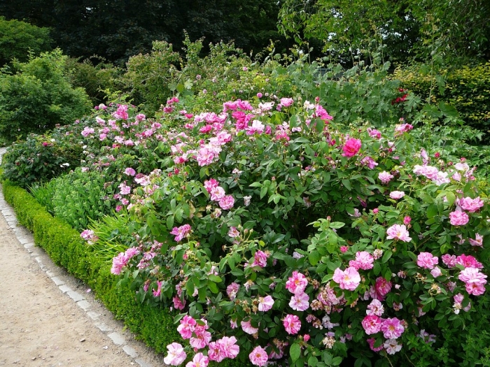 rosarium_hamburg_028.jpg