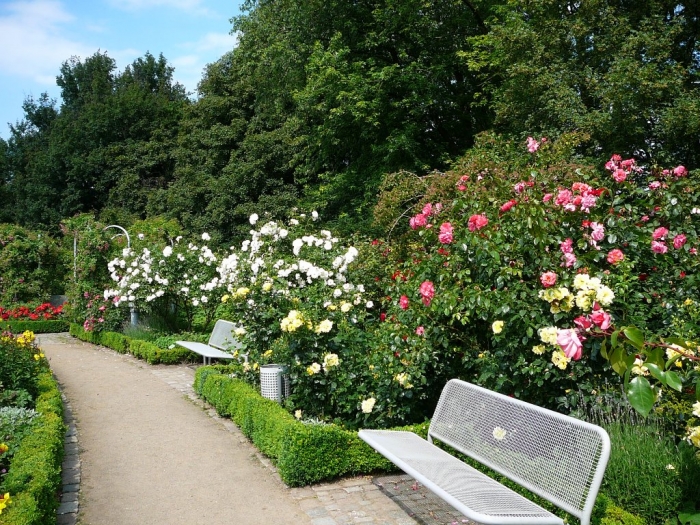 rosarium_hamburg_029.jpg