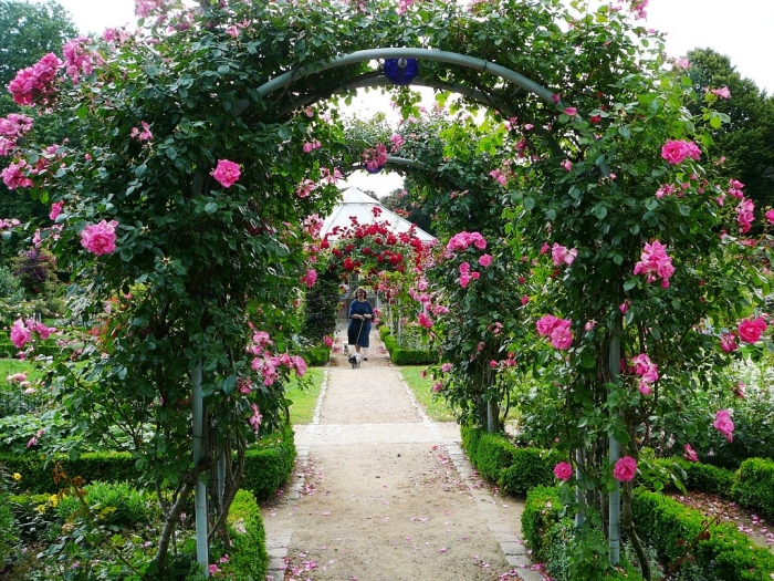 rosarium_hamburg_032.jpg