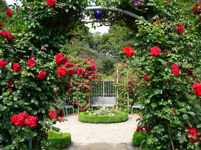 rosarium_hamburg_033.jpg