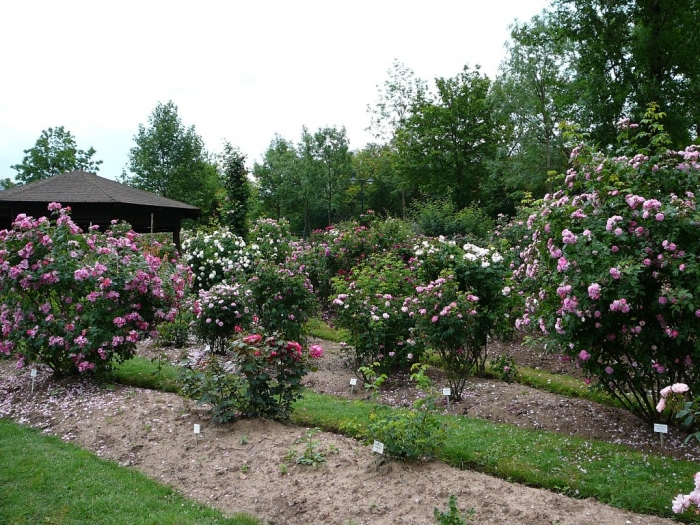 rosarium_sangerhausen_023.jpg