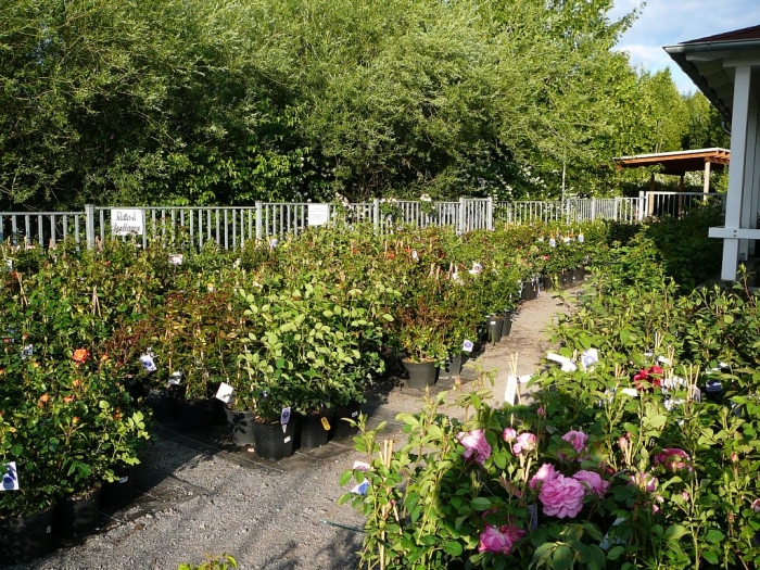 rosarium_sangerhausen_025.jpg