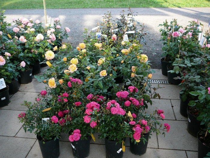 rosarium_sangerhausen_026.jpg