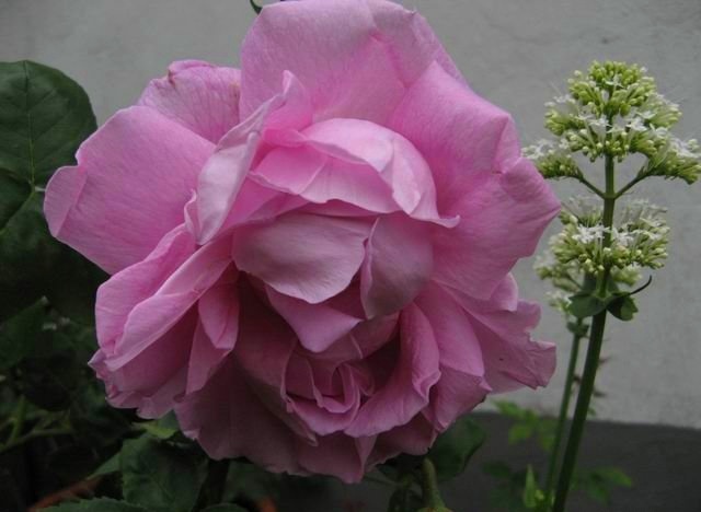 rose_3.jpg
