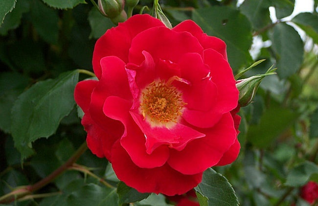 rose_Carla_Fineschi_2.jpg