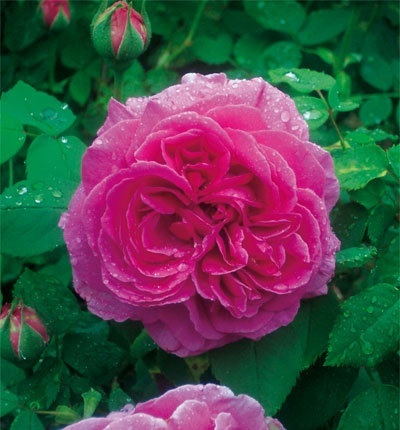 rose_Hommage_a_Soupert__Notting.jpg