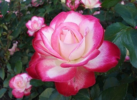 rose_Jubile_du_Prince_de_Monaco.jpg