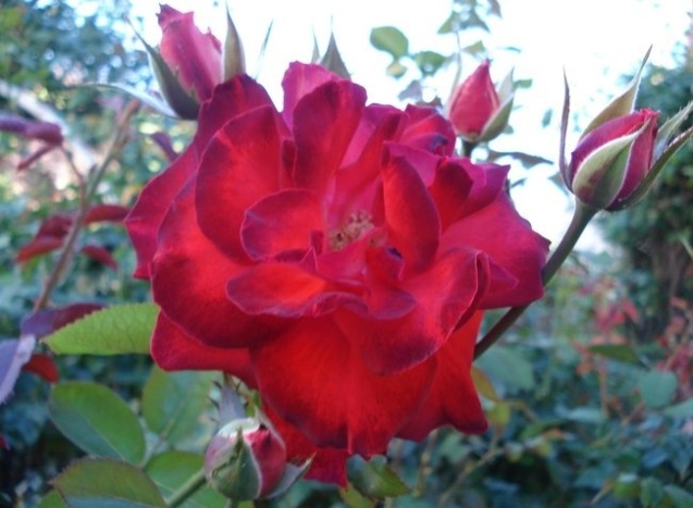 rose_Prince_de_Monaco_1985.jpg