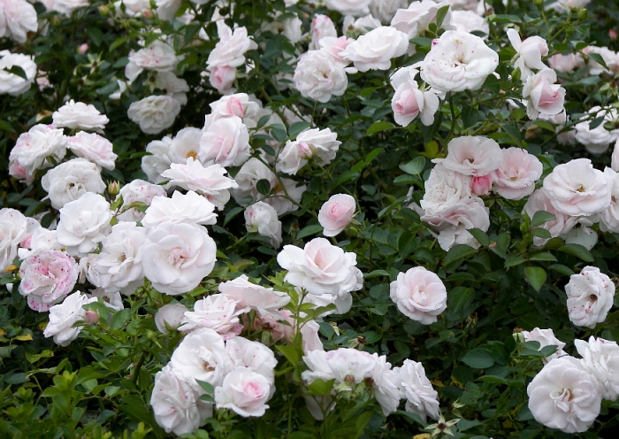 rose_aspirin.jpg