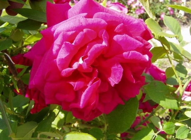 rose_comtesse_maria_henrietta_2006.jpg