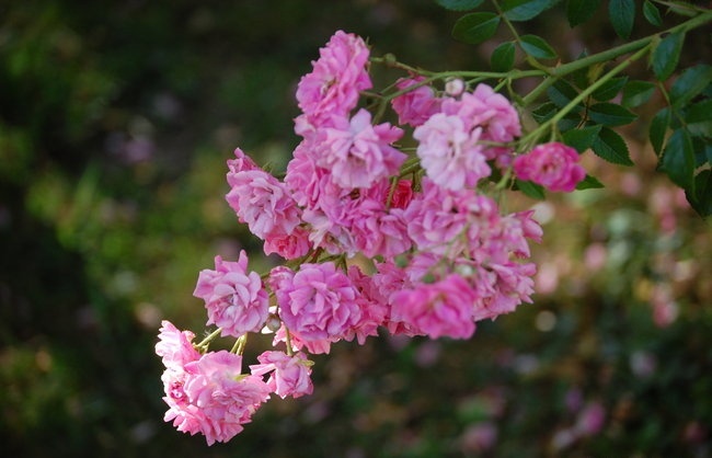 rose_deutsches_rosarium_dortmund.jpg
