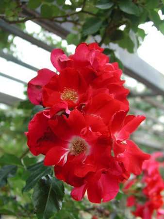 rose_dortmund_kordes_1955.jpg
