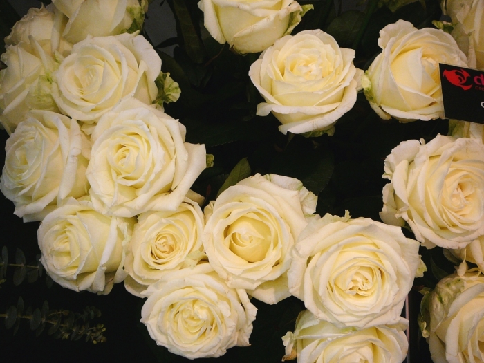 rose_gussie_001.jpg