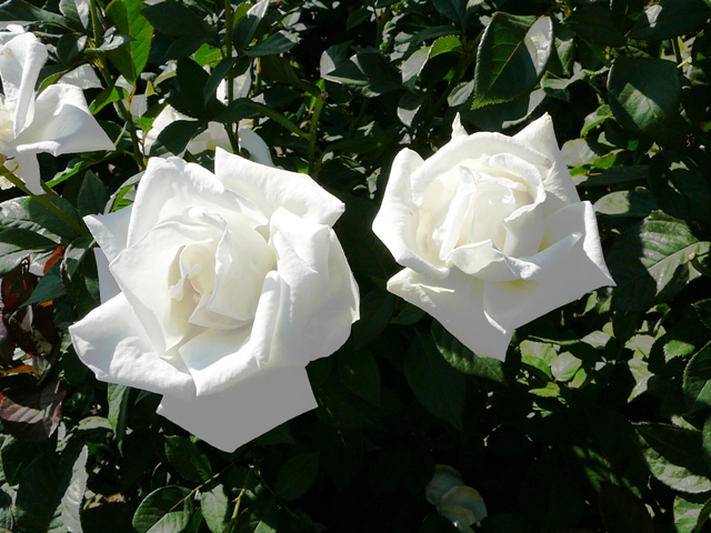 rose_livadia_0.jpg