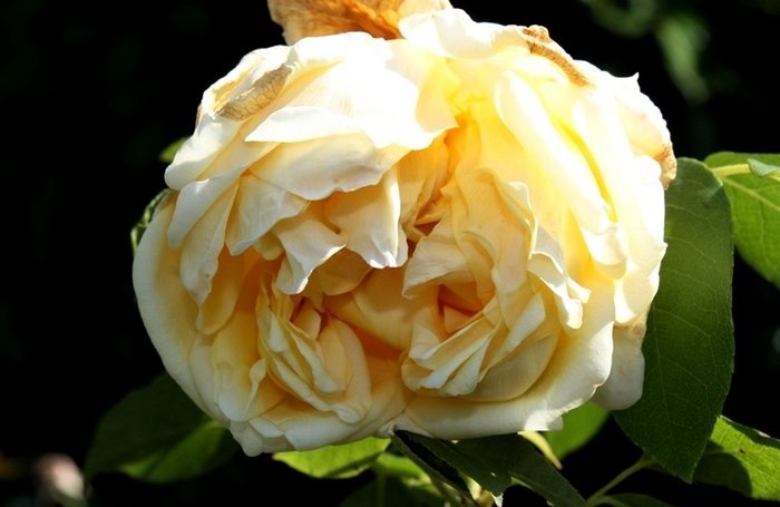 rose_marechal_niel_3.jpg