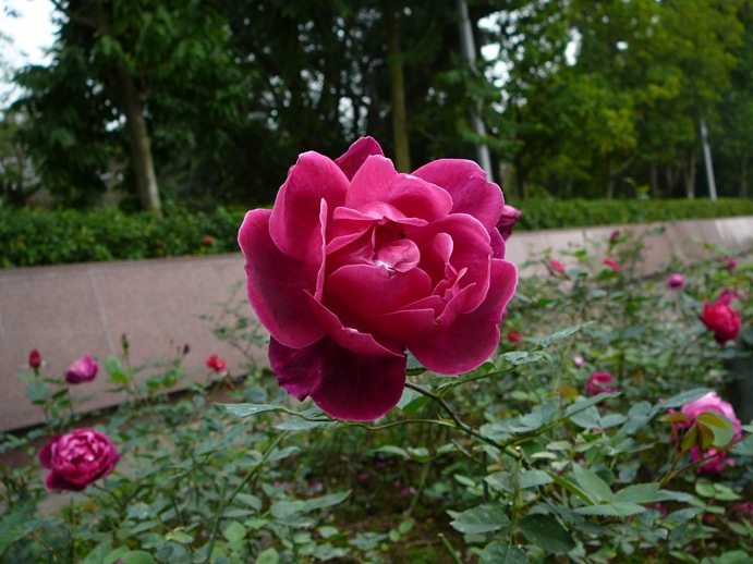 rose_mausoleum_hanoi.jpg