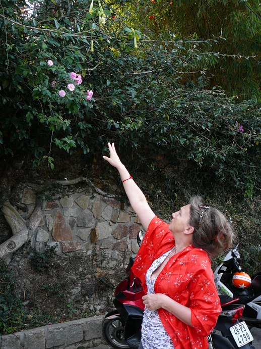 rose_multiflora_in_vietnam.jpg