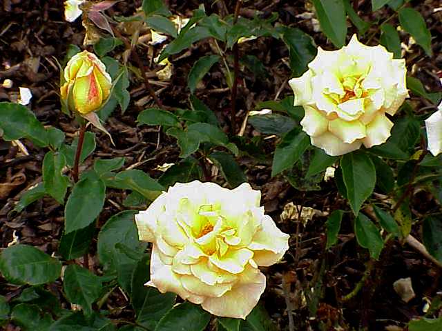 rose_olga_tschechowa.jpg