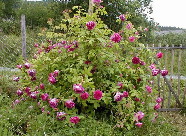 rose_tour_de_malakoff_1.jpg