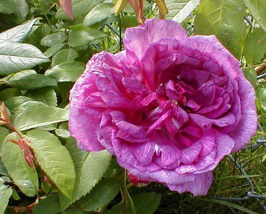 rose_tour_de_malakoff_5.jpg