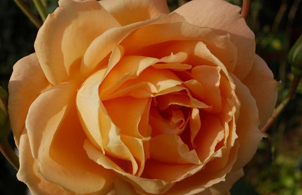 rose_westfalenpark_kordes_1986.jpg