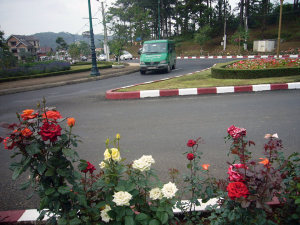 roses_of_dalat.jpg
