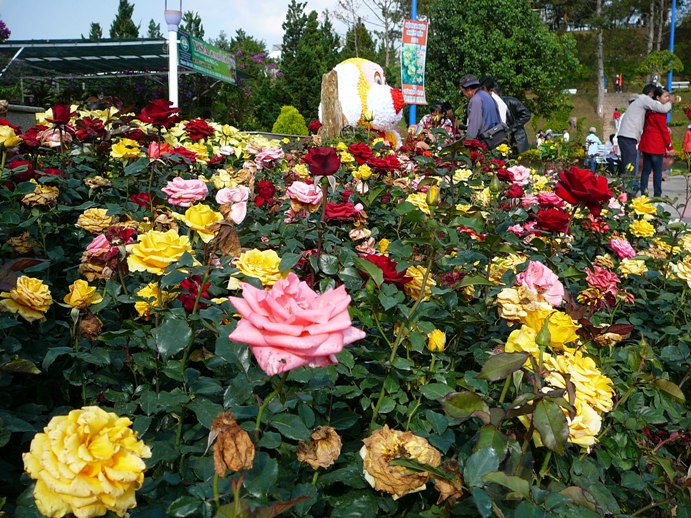 roses_of_dalat_001.jpg