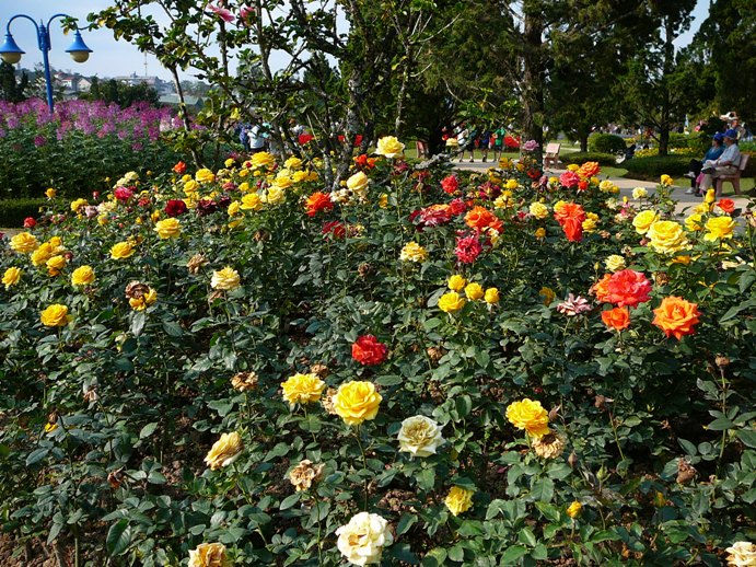 roses_of_dalat_002.jpg