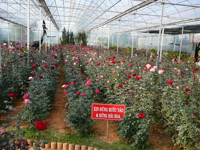 roses_of_dalat_003.jpg