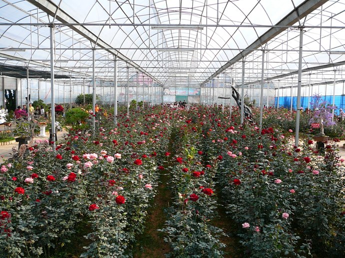 roses_of_dalat_004.jpg