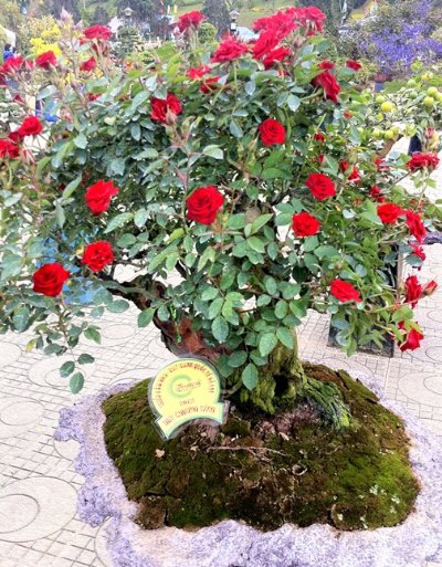 roses_of_dalat_005.jpg