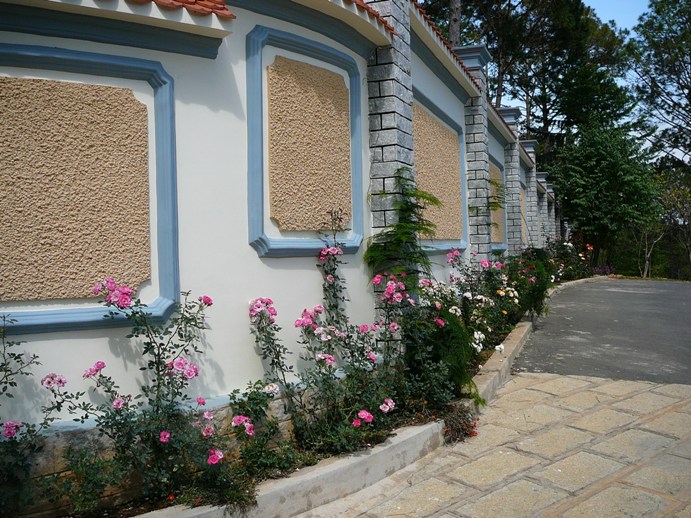 roses_vietnam.jpg