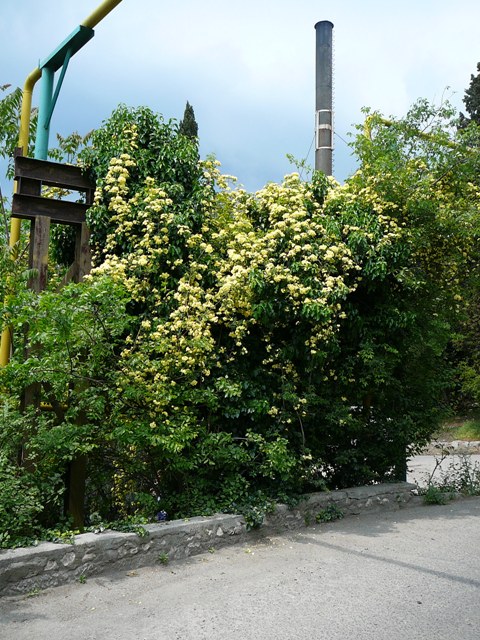 san._yasnaya_polyana.jpg