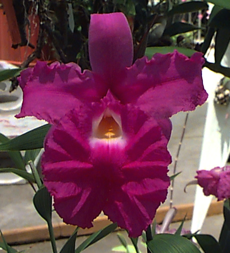 sobralia_macrantha.jpg