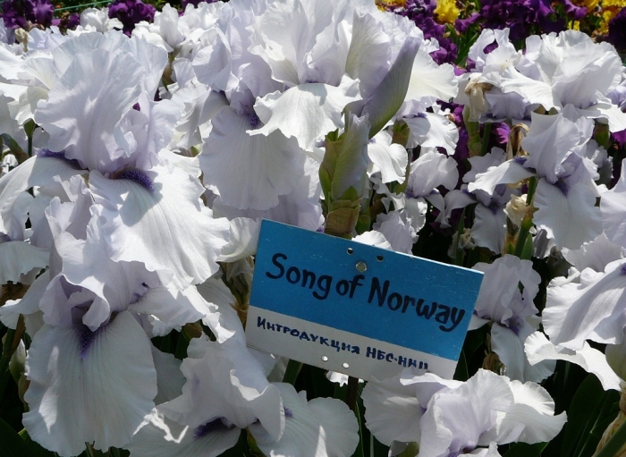 song_of_norway.jpg