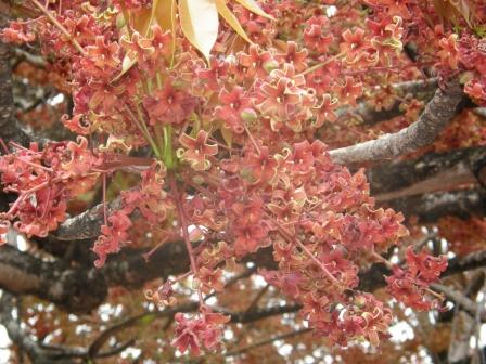 sterculia-foetida.jpg