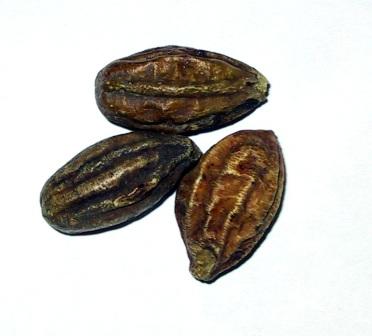 terminalia belerica.jpg