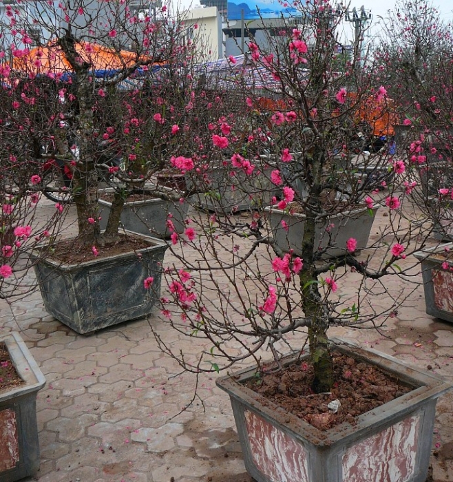 tet_2012_001.jpg