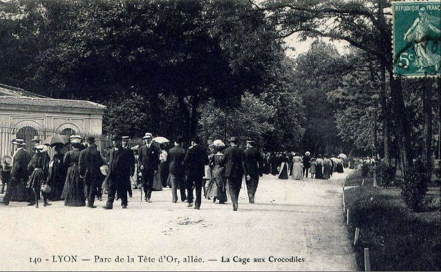 tete-dor-croco.jpg