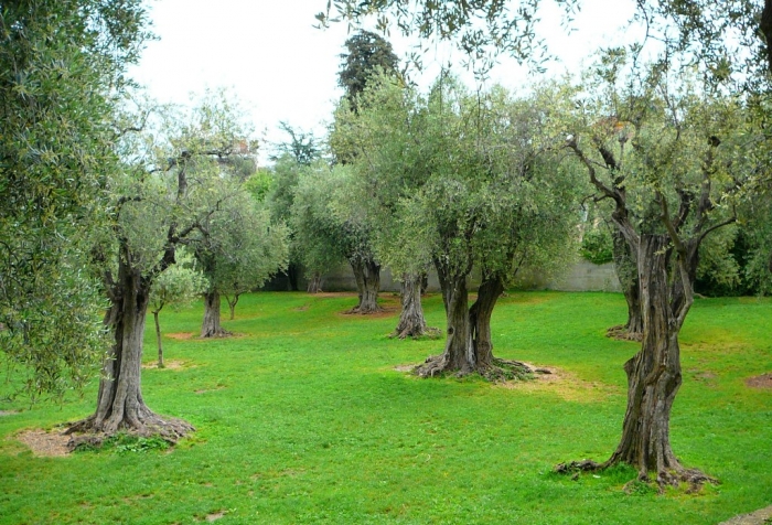 jardin_arena_cimiez_002.jpg