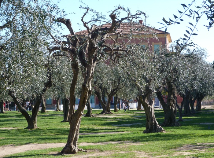 jardin_arena_cimiez_004.jpg