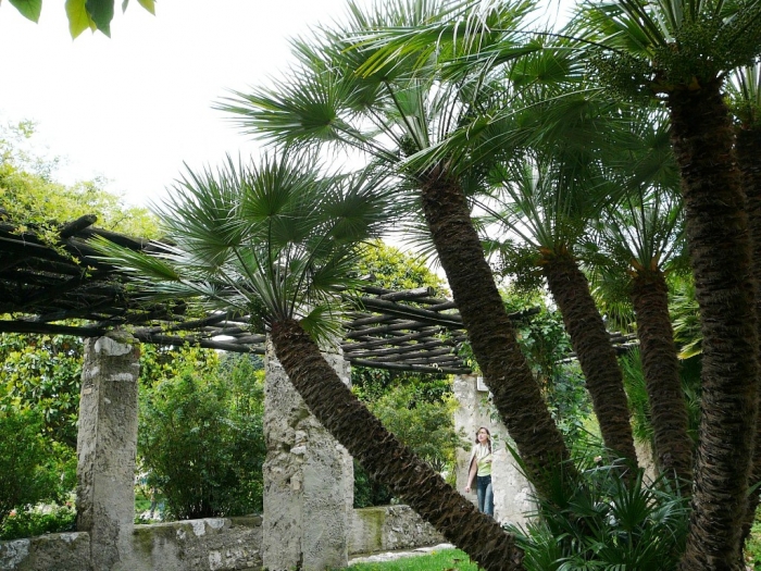 jardin_cimiez_003.jpg