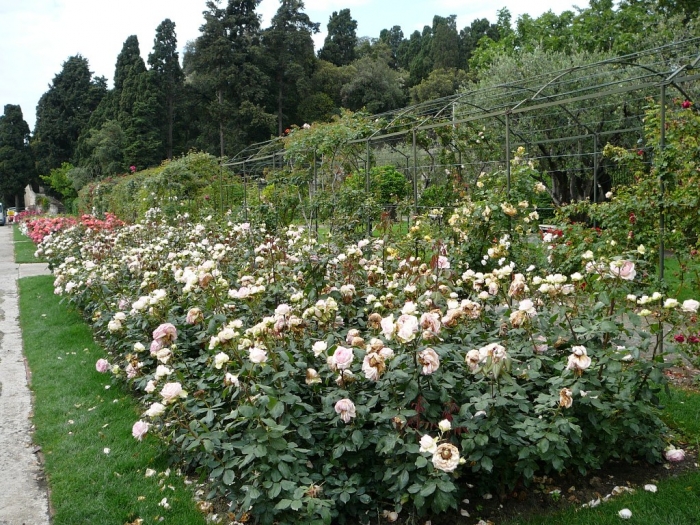roses_cimiez_001.jpg