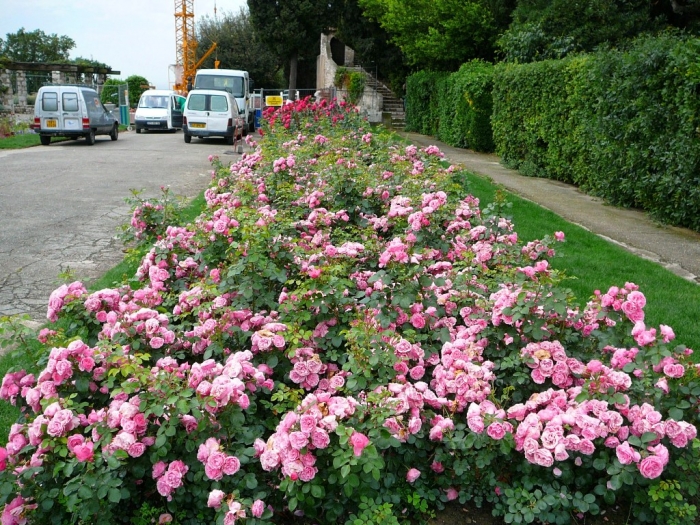 roses_cimiez_002.jpg