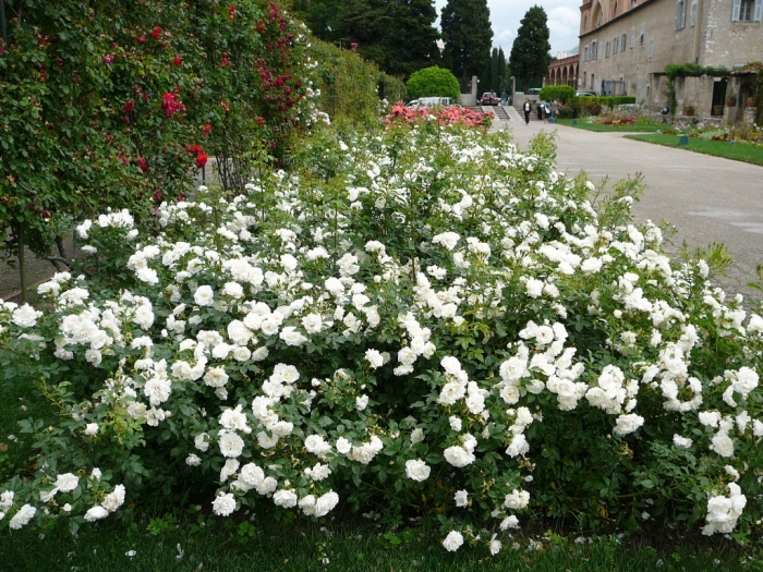 roses_cimiez_003.jpg