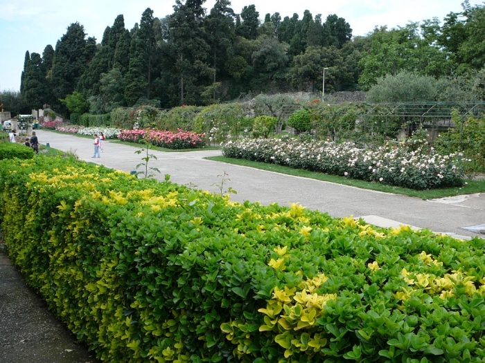 roses_cimiez_004.jpg