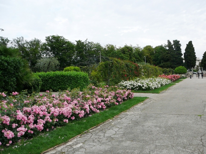roses_cimiez_005.jpg